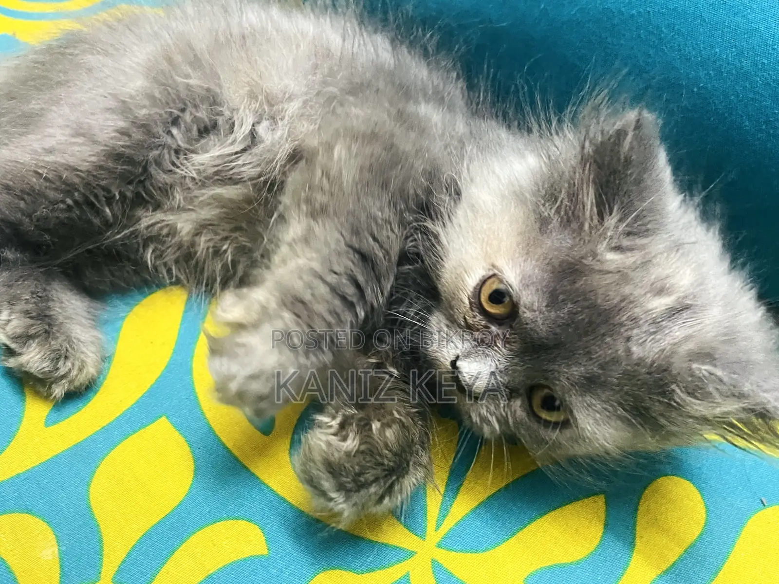 1-3 months Female Purebred Persian