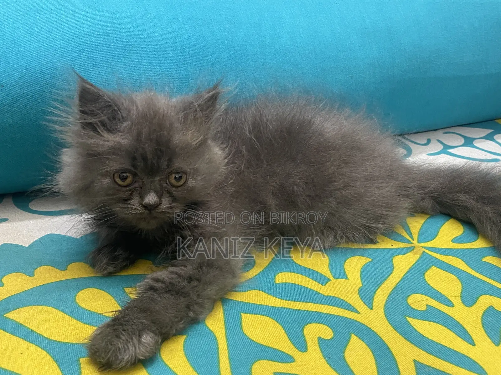1-3 months Female Purebred Persian