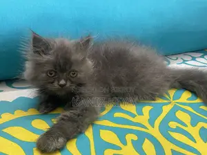 1-3 months Female Purebred Persian