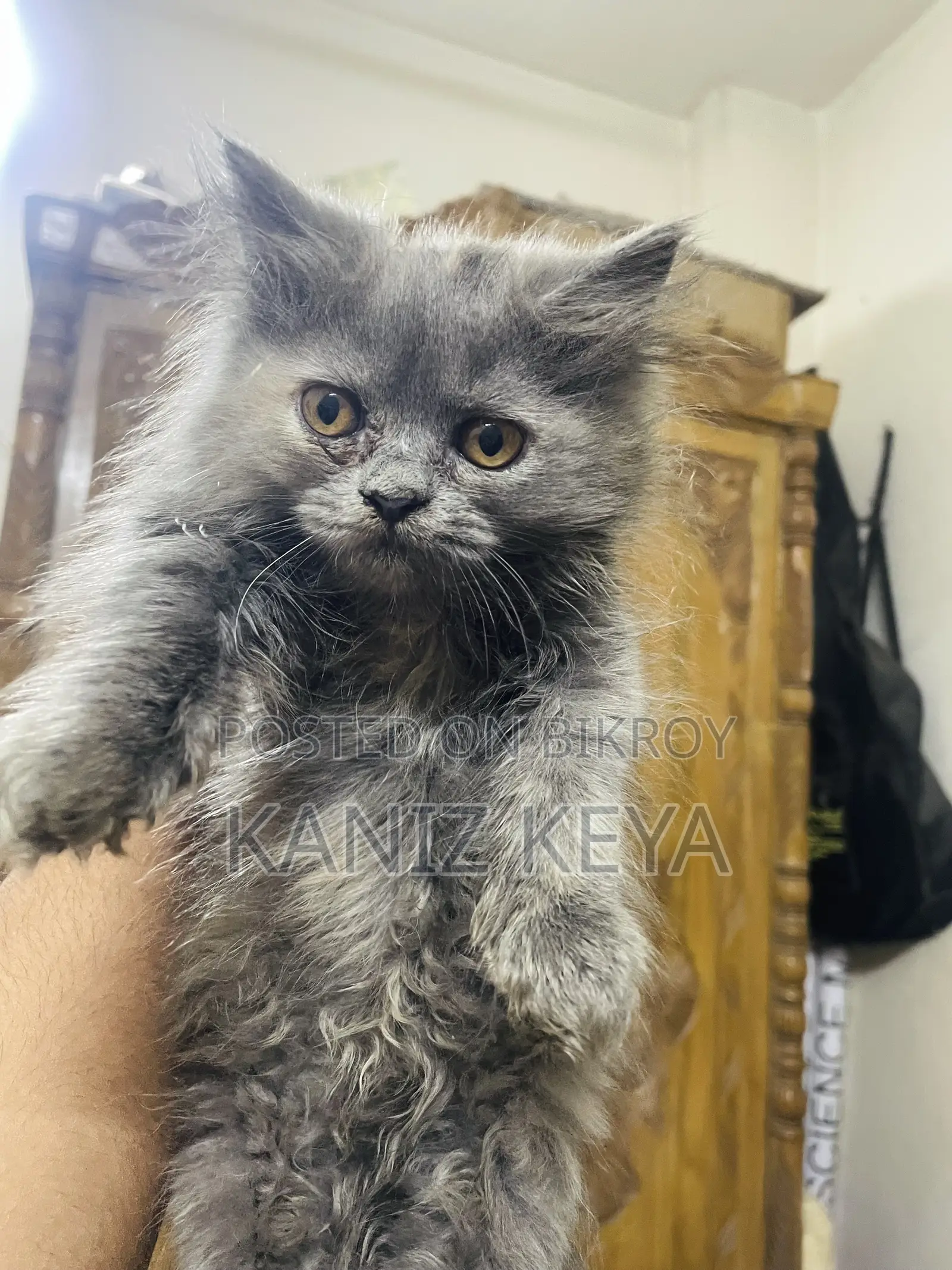 1-3 months Female Purebred Persian