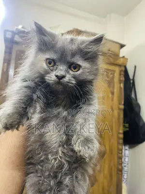 1-3 months Female Purebred Persian