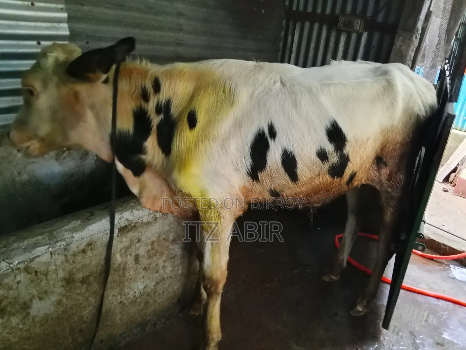 হলিস্টিয়ান ফিজিয়ান ষাড়