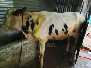 হলিস্টিয়ান ফিজিয়ান ষাড়