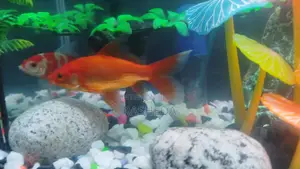 Goldfish (2 pcs)