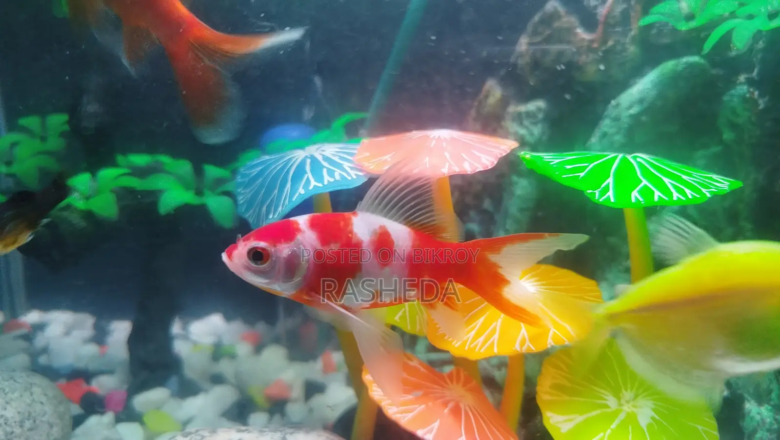 Goldfish (2 pcs)