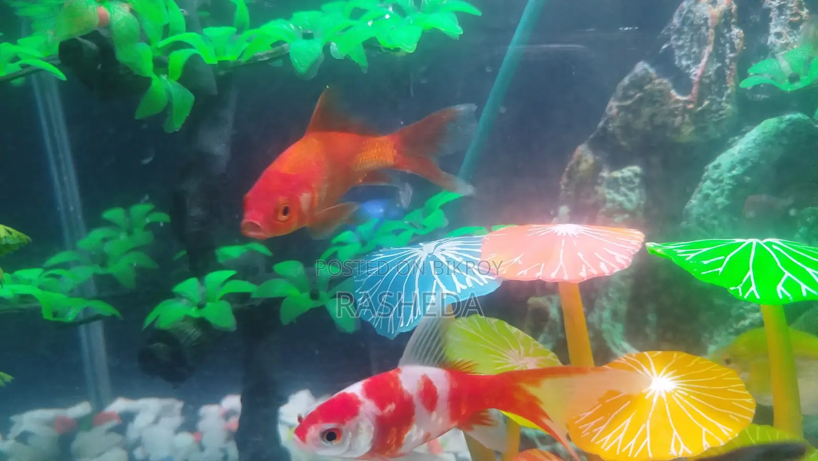 Goldfish (2 pcs)
