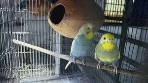 Budgerigar Bird
