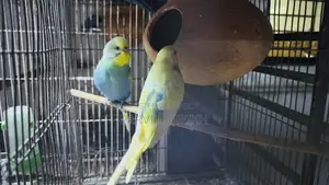 Budgerigar Bird