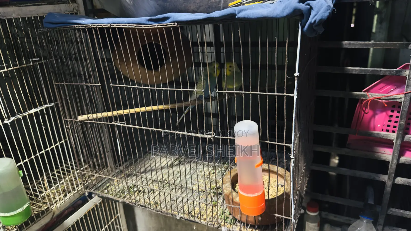 Budgerigar Bird