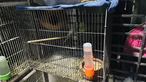 Budgerigar Bird