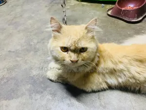 ১+ বছরের পুরুষ পিউরব্রেড পার্সিয়ান