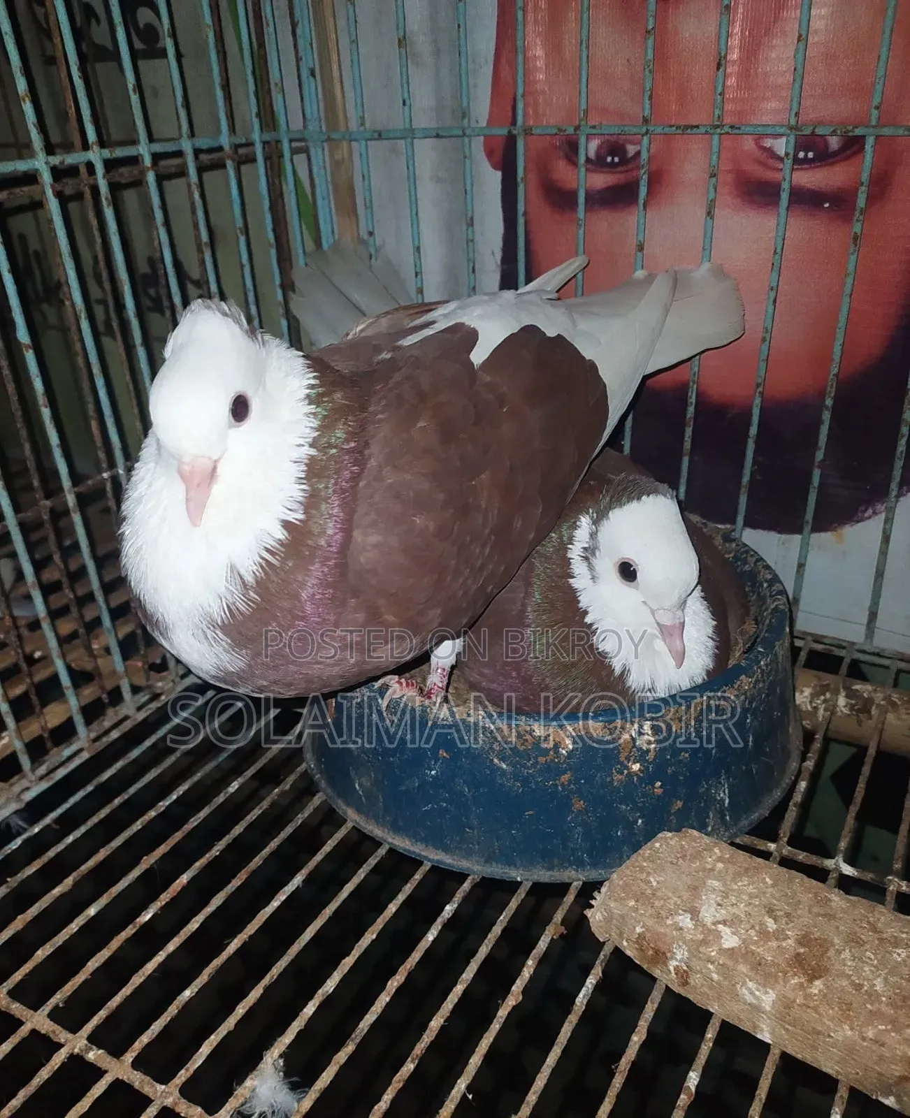 Some pigeons for sale