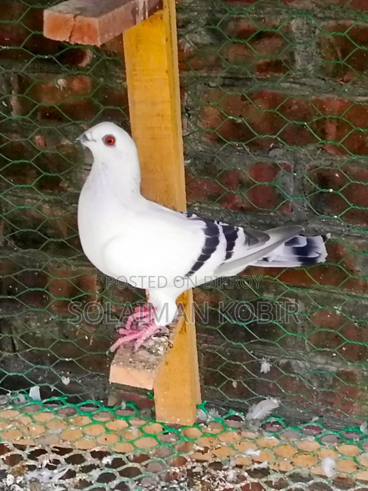 Some pigeons for sale