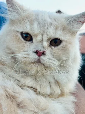 6-12 months Female Purebred Persian