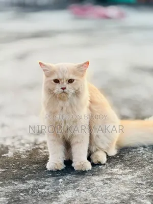 ৬-১২ মাস বয়সী ফিমেল পিওরব্রেড পার্সিয়ান