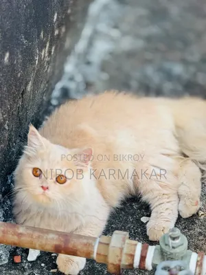 ৬-১২ মাস বয়সী ফিমেল পিওরব্রেড পার্সিয়ান