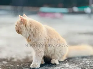 ৬-১২ মাস বয়সী ফিমেল পিওরব্রেড পার্সিয়ান