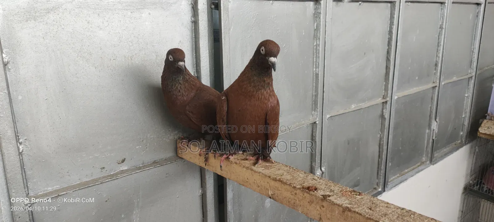 Some pigeons for sale