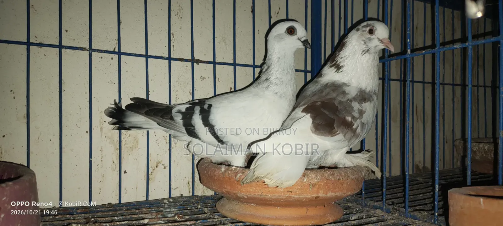 Some pigeons for sale