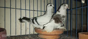 Some pigeons for sale