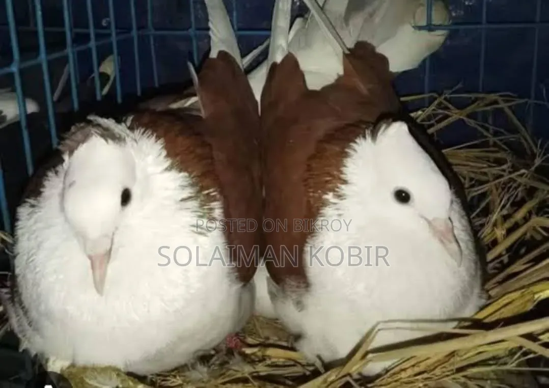 Some pigeons for sale