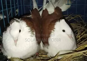 Some pigeons for sale