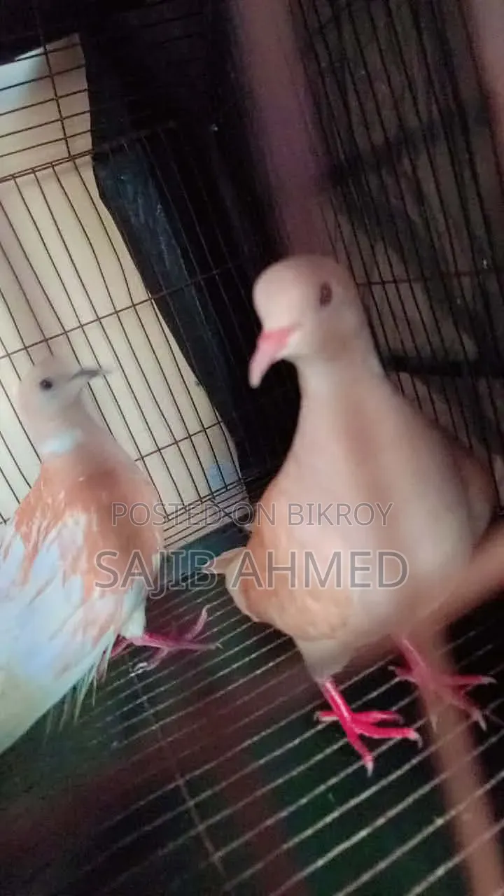 Australian Ringneck Dove