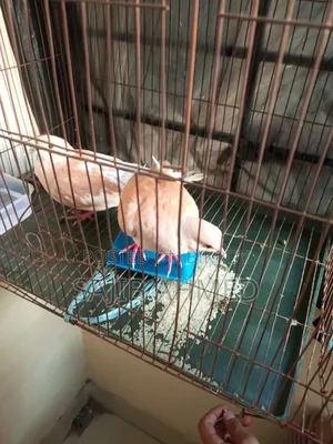 Australian Ringneck Dove