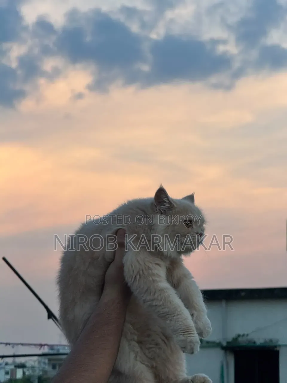 ৬-১২ মাস বয়সী ফিমেল পিওরব্রেড পার্সিয়ান