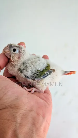 DRF Pineapple Conure Baby