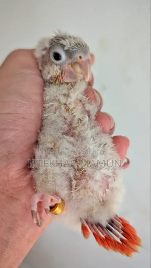 ডিআরএফ পাইনএপল কোনুর বেবি