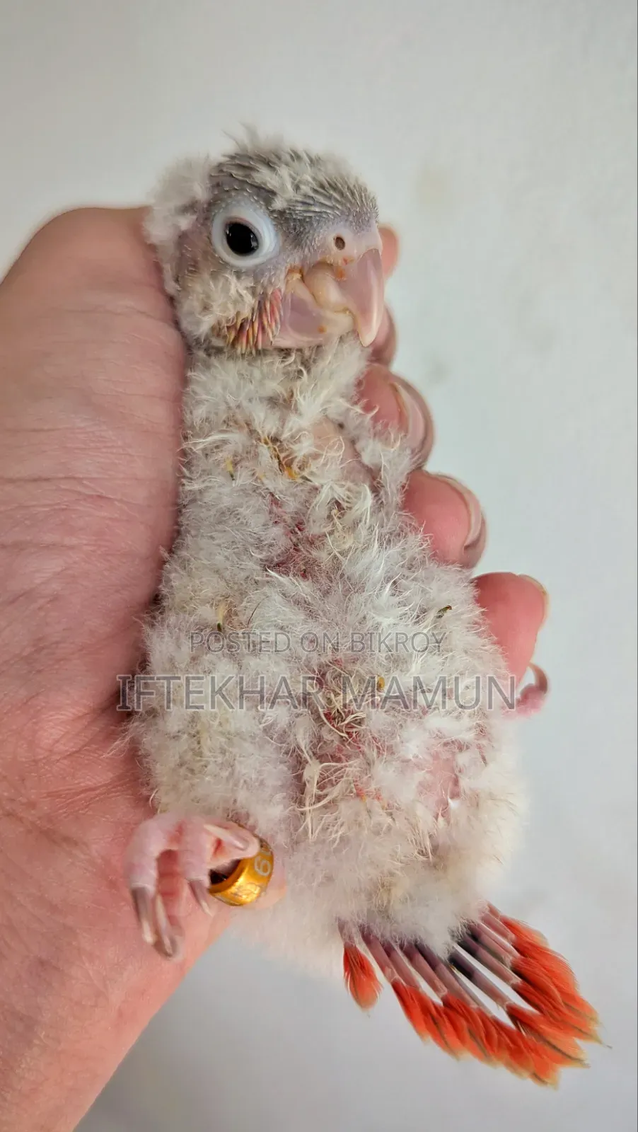 ডিআরএফ পাইনএপল কোনুর বেবি