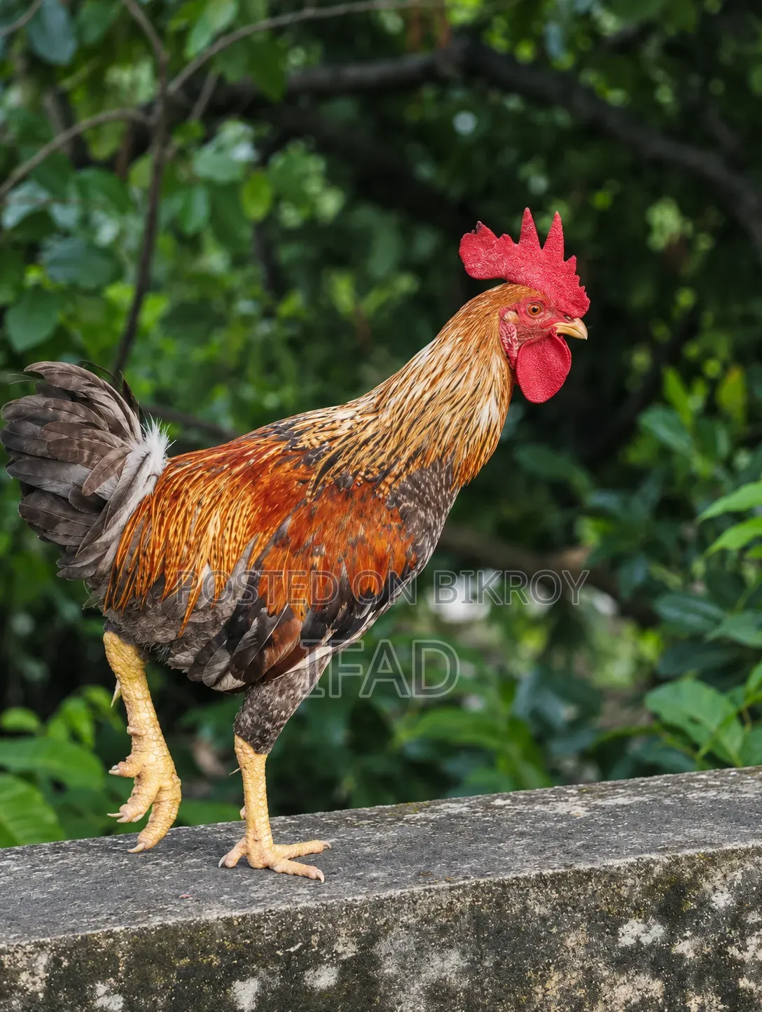 Deshi Chicken