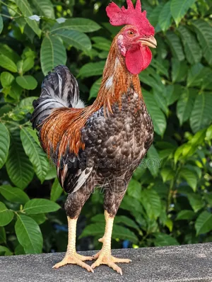 Deshi Chicken
