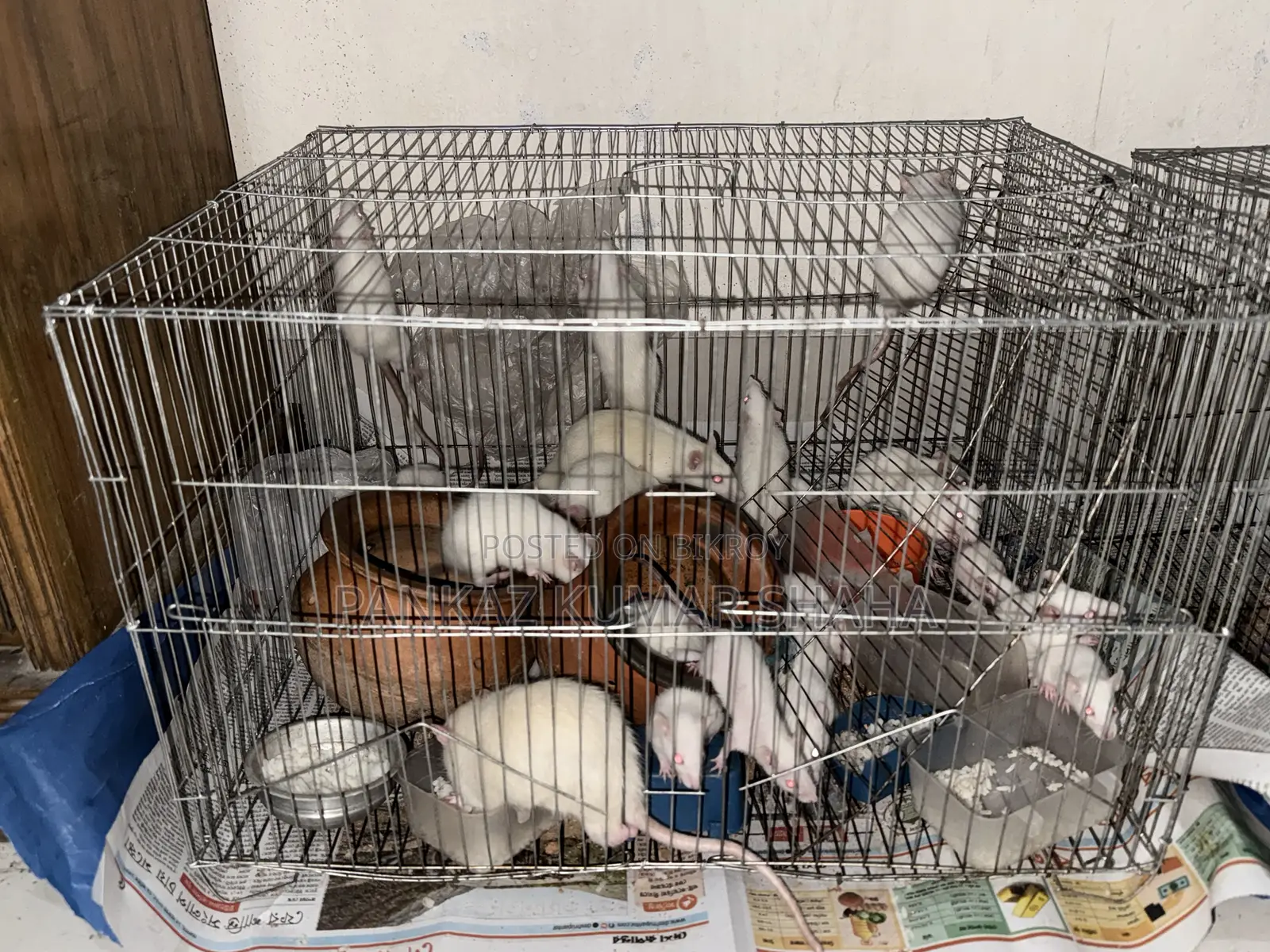 Swiss Albino