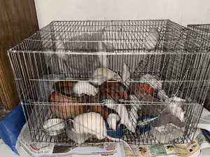 Swiss Albino