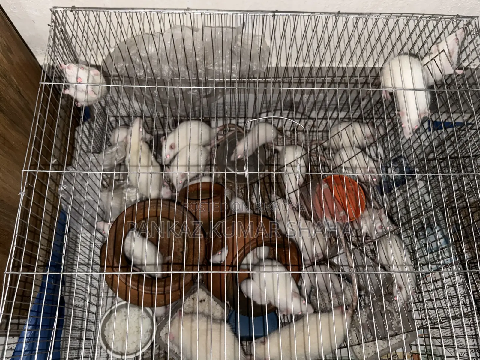 Swiss Albino