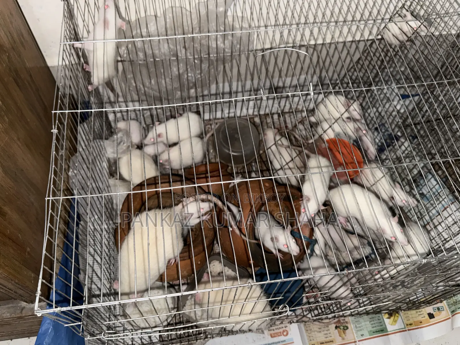Swiss Albino