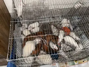 সুইস অ্যালবিনো
