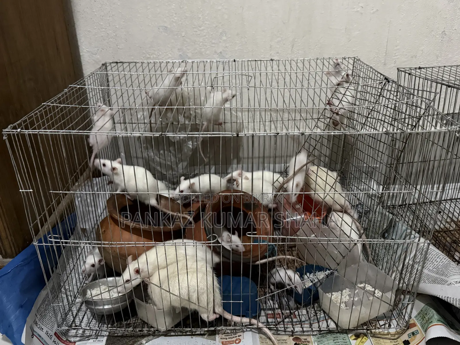 Swiss Albino