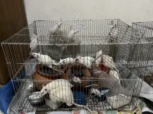 Swiss Albino