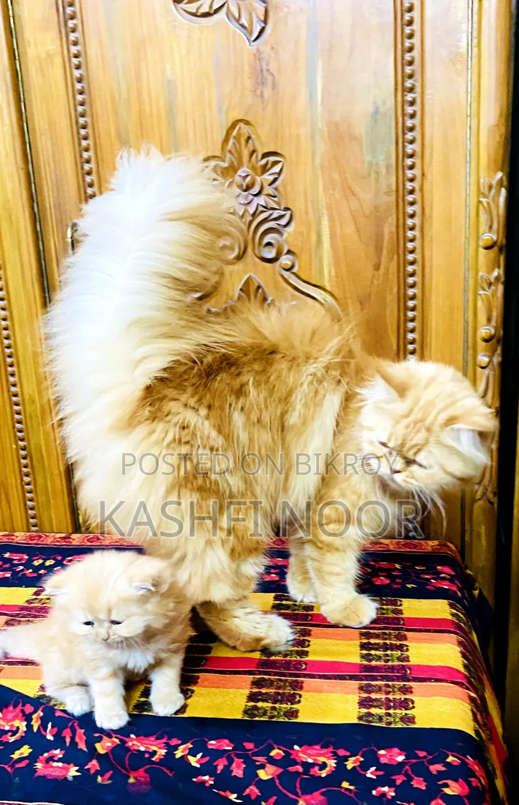 ১+ বছরের মহিলা খাঁটি পার্সিয়ান