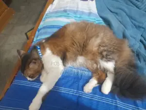 ৬-১২ মাস বয়সী স্ত্রী মিশ্র জাতের পার্সিয়ান