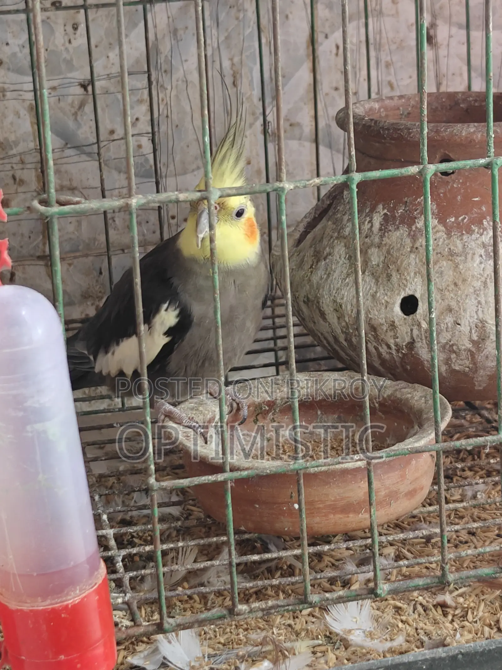 Cockatiel Female
