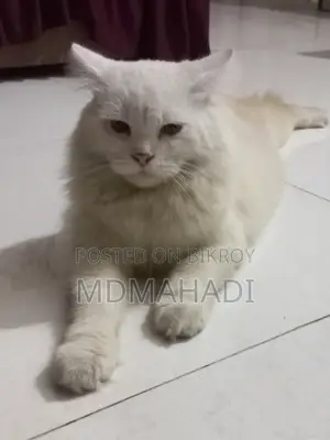 ১+ বছরের পুরুষ খাঁটি পার্সিয়ান