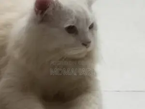 ১+ বছরের পুরুষ খাঁটি পার্সিয়ান