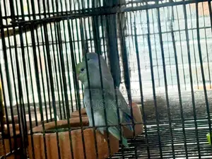 টার্কয়েজ ব্লু ফোরপাস
