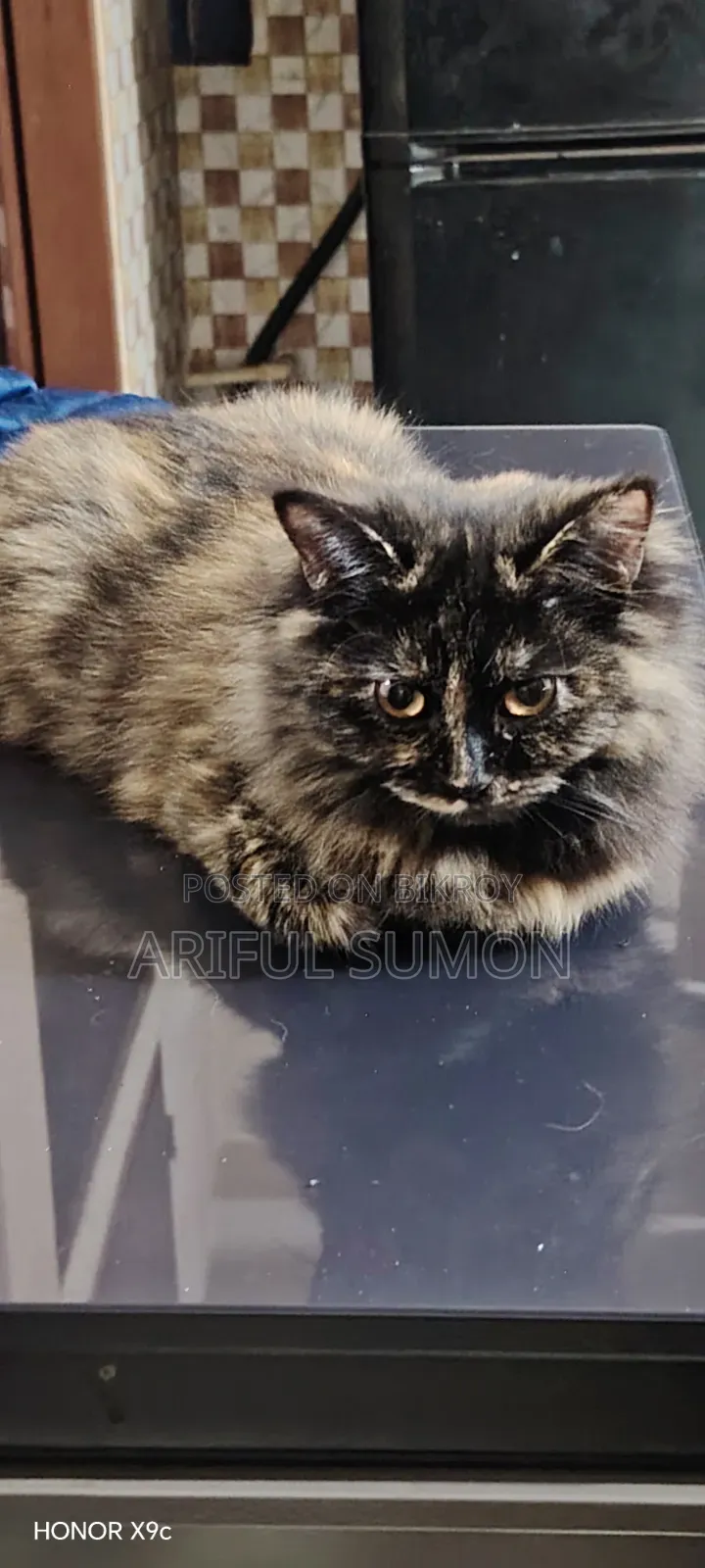 3-6 months Female Purebred Persian