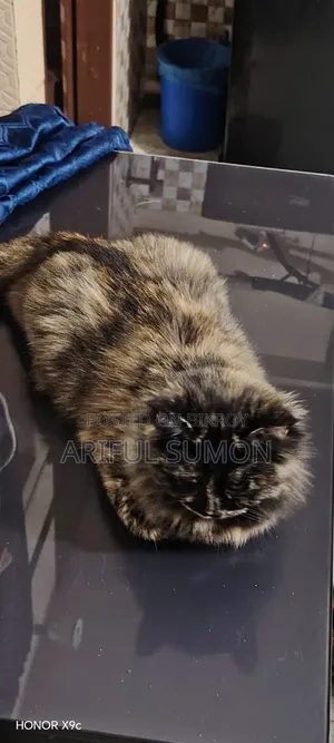 3-6 months Female Purebred Persian