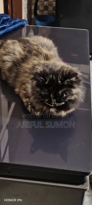 3-6 months Female Purebred Persian